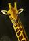 Art: Giraffe  (SOLD) by Artist Monique Morin Matson