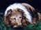 Art: Collie  (SOLD) by Artist Monique Morin Matson