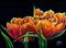 Art: Tulips  (SOLD) by Artist Monique Morin Matson