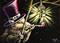 Art: Night Watchman  (SOLD) by Artist Monique Morin Matson