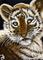 Art: Baby Tiger Face  (SOLD) by Artist Monique Morin Matson