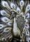 Art: White Peacock  (SOLD) by Artist Monique Morin Matson