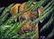 Art: Hiding  (SOLD) by Artist Monique Morin Matson