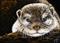 Art: Otter  (SOLD) by Artist Monique Morin Matson