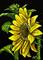Art: Sunflower  (SOLD) by Artist Monique Morin Matson