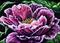 Art: Peony  (SOLD) by Artist Monique Morin Matson