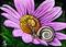 Art: Snail Slumber (SOLD) by Artist Monique Morin Matson