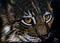 Art: Baby Lynx  (SOLD) by Artist Monique Morin Matson