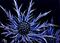 Art: Sea Holly  (SOLD) by Artist Monique Morin Matson