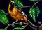 Art: Oriole  (SOLD) by Artist Monique Morin Matson
