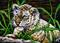 Art: Baby Tiger  (SOLD) by Artist Monique Morin Matson