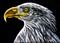 Art: Eagle - SA96  (SOLD) by Artist Monique Morin Matson