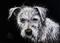 Art: Mutt  (SOLD) by Artist Monique Morin Matson