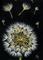 Art: Dandelion  (SOLD) by Artist Monique Morin Matson