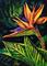 Art: Bird of Paradise  (SOLD) by Artist Monique Morin Matson