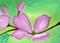 Art: Dogwood (SOLD) by Artist Monique Morin Matson