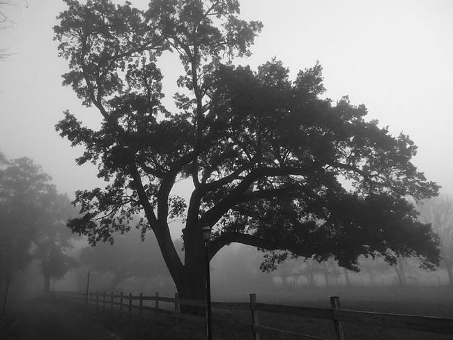 Art: Oak Tree and Foggy Morning by Artist Chris Jeanguenat