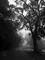 Art: Lampost and Morning Fog by Artist Chris Jeanguenat