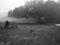 Art: The Oak and the Dog by Artist Chris Jeanguenat