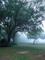 Art: Oaks by Artist Chris Jeanguenat