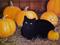 Art: PUMPKIN FEST by Artist Rosemary Margaret Daunis