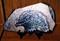 Art: Eagle by Artist Adrienne Bouchard Langlois