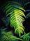 Art: Ferns in the Redwoods  (SOLD) by Artist Monique Morin Matson
