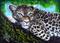 Art: Leopard  (SOLD) by Artist Monique Morin Matson