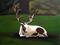 Art: White Fallow Stag  (SOLD) by Artist Monique Morin Matson