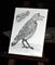 Art: Boo - sold by Artist Shari Lynn Schmidt