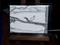 Art: Chumbley, Our Neighborhood Squirrel - sold by Artist Shari Lynn Schmidt