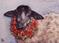Art: Good Tidings to Ewe ACEO by Artist Lindi Levison