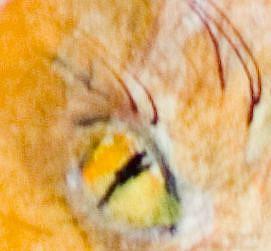 Detail Image for art Cat 2 ACEO