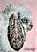 Art: Baby Mini Lop by Artist Melinda Dalke