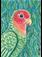 Art: Peachface Lovebird by Artist Melinda Dalke