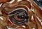 Art: Horse Eye Study 2 by Artist Melinda Dalke