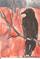 Art: Raven in the Grand Canyon SOLD by Artist Nancy Denommee   