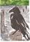 Art: Raven on the River by Artist Nancy Denommee   