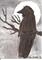 Art: Raven in the Moonlight by Artist Nancy Denommee   