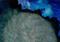Art: Enigma by Artist Kathy Morton Stanion
