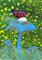 Art: Velvet Mushroom by Artist Emily J White