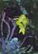 Art: Glow Fish by Artist Emily J White
