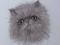 Art: PERSIAN KITTY CAT ORIGINAL BY KIMBEARLY by Artist Kimbearly's Originals