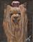 Art: Yorkie  SOLD by Artist Kimbearly's Originals