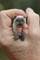 Art: Himalayan Cat Miniature Kimbearlys OOAK SOLD by Artist Kimbearly's Originals