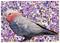 Art: Galah of Australia Mosaic by Artist Theodora Demetriades 