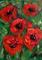Art: Five Poppies SOLD by Artist Terri L West