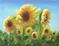 Art: ACEO Art Card PRINT Sunflower Field #1 SOLD by Artist Terri L West
