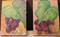 Art: Aceo  GRAPES  and LEAF oil by Artist Barbara Haviland
