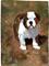 Art: Proud Puppy by Artist Deborah Sprague